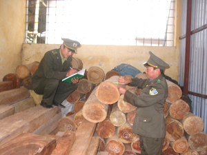 Lực lượng kiểm lâm huyện Mai Châu tiến hành thu hồi số lượng gỗ vi phạm.